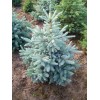 Саженец Ели колючей голубой Кейбаб (Pungens Glauca Kaibab) (саженец до 25 см)