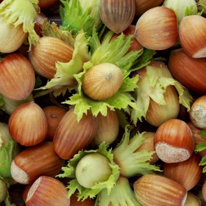 Саженец фундука Шедевр