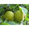 Груша Талица