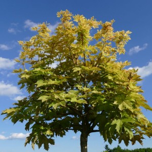 Саженец клёна Явор (60-100 см)