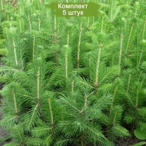 Саженцы Ели Сибирской до 20 см -  комплект 5 шт.