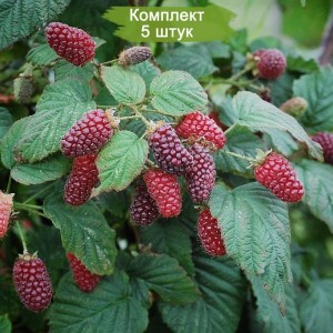 Саженцы красной ежемалины Тайберри (Tayberry) -  комплект 5 шт.