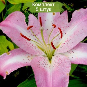 Луковицы лилии Жозефина -  комплект 5 шт.