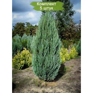 Саженцы можжевельника виргинского Глаука до 1 метра -  комплект 5 шт.