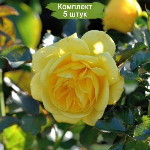Саженцы кустовой розы Шутин Стар (Shooting Star) -  комплект 5 шт.