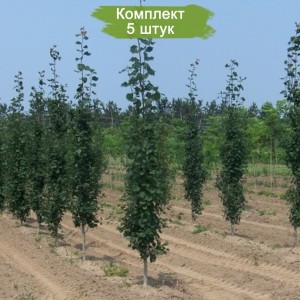 Саженцы тополя Пирамидального (60-100 см) -  комплект 5 шт.