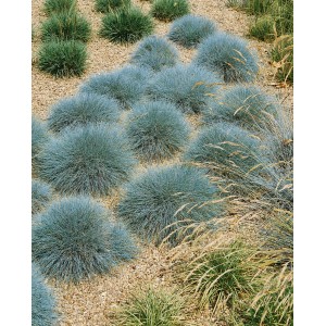 Саженец овсяницы Сизая