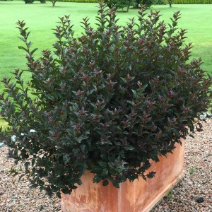 Саженец пузыреплодника калинолистного Литл Девил (Little Devil)