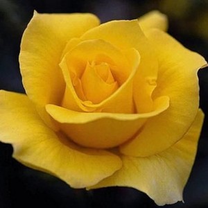 Саженец чайно-гибридной розы Папилон (Papillon)