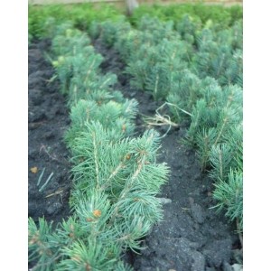 Сеянец ели голубой ( до 12 см)