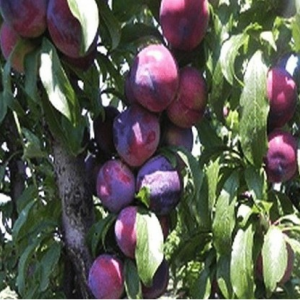 Саженец поздней красной сливы колоновидной Оскар плюс