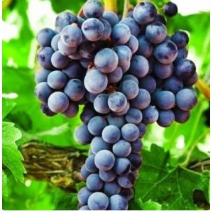 Виноград Августа