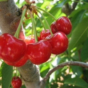 Вишня Заря Татарии