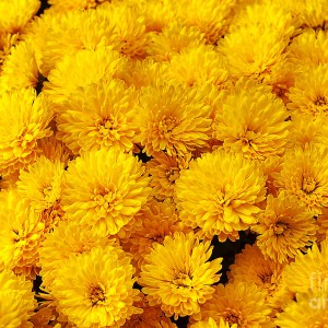 Саженец хризантемы мультифлора Спейс Йеллоу (Желтая )